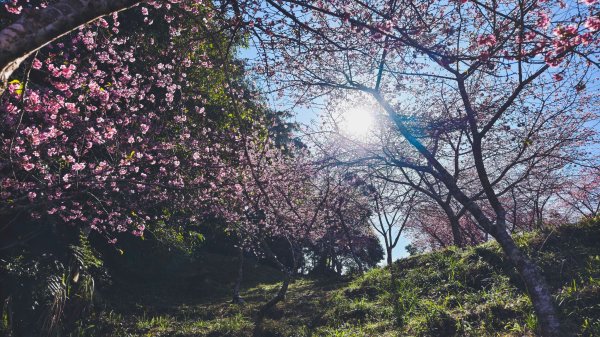 【台灣健行】春艷 • 寶山二集團2698533