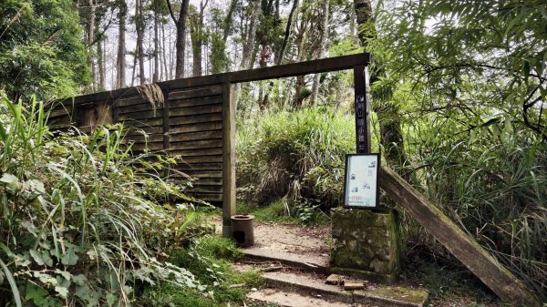 【谷關七雄】新山馬崙 - 松香裡的時光迴廊：聽山林講述歲月的故事3094007