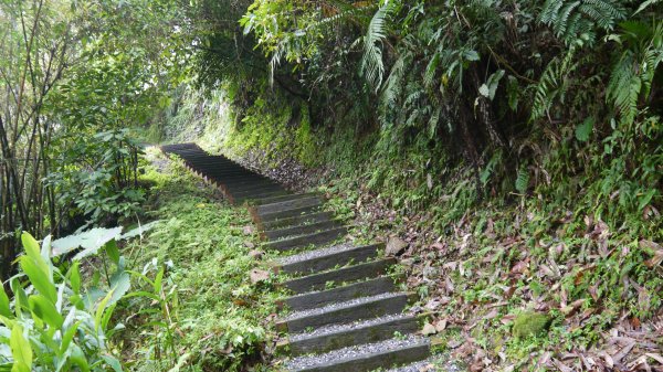 腦寮坑古步道連走拱照步道登山健行趣(步道)1666991