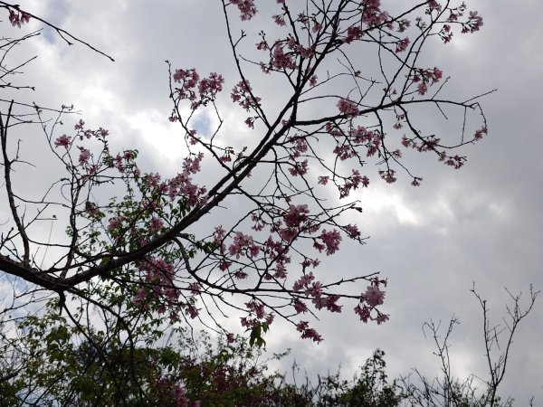 拳頭姆自然步道3007181