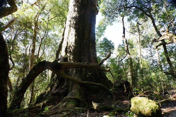 桃園 復興 復興尖山2867108