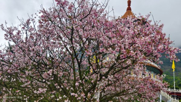 #天元宮 #吉野櫻 #頂湖小鎮 #紫藤 3/283024018