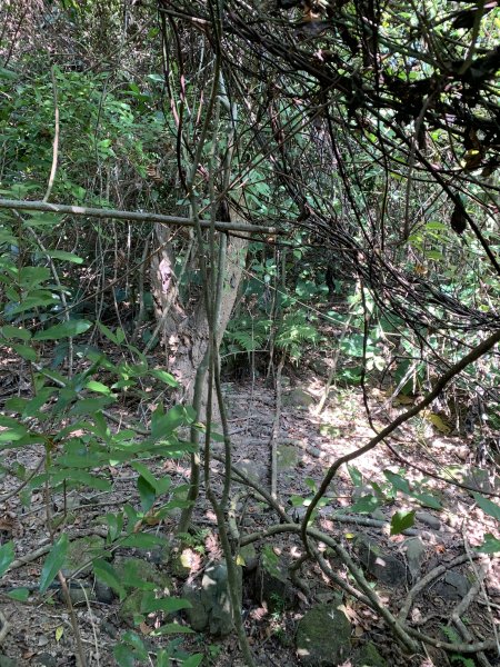 20251122高雄竹山口山2945308