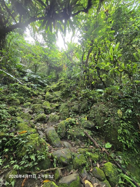 2026-04-11微笑山線：【二格山系】筆架連峰段3034557