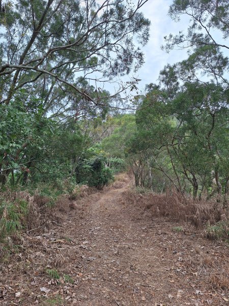 烏山嶺水利古道+鳥子嶺O型2967443
