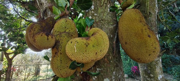 2026/01/10_銅鏡山林步道2980596