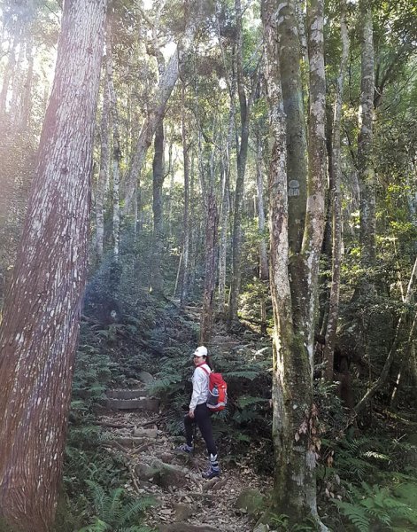 20181113谷關七雄老大八仙山559469