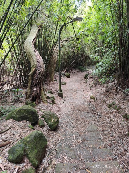 【臺北大縱走 1+2】2-2 大屯主峰-連峰步道→下青礐步道→貴子坑步道→忠義山步道→楓丹白露步道2866919