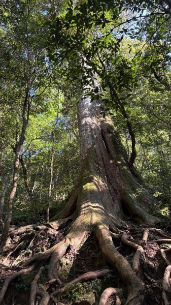 山毛櫸「最後一舞」2955251