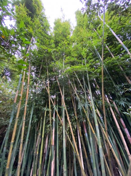 基隆情人湖公園 最具浪漫色彩的地方1135616