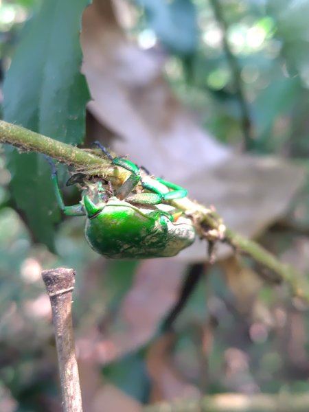 唐麻丹山 蝴蝶谷2918896
