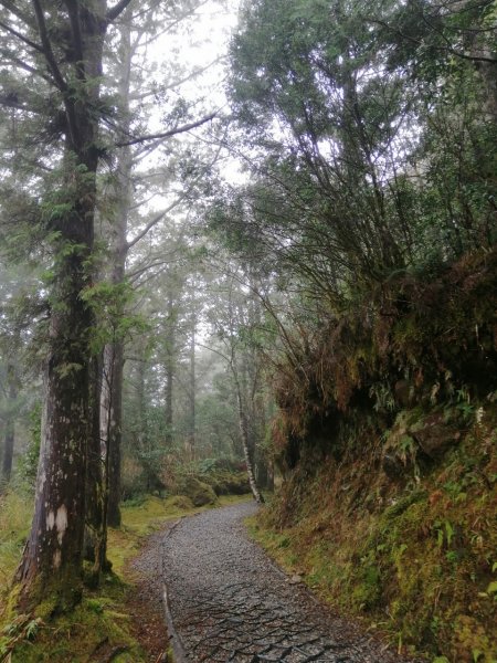 20210307宜蘭太平山翠峰湖環山步道1625955