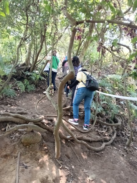 王公坑山血藤花2746263