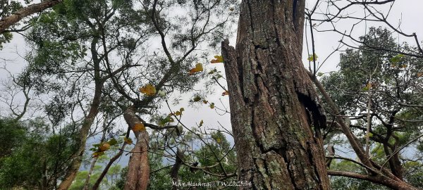 《苗栗》霧雨寒流｜三義三角山步道202512252969258