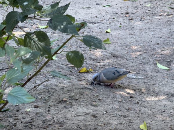 [紐約馬之行-59] 2025_1114 卡洛斯·泰斯植物園-上2953908