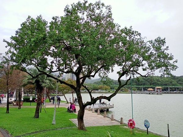 大湖公園《門庭若市》