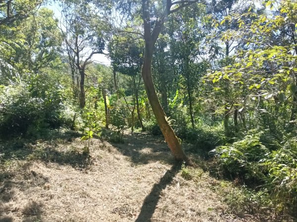 雙溪區豹子廚越嶺保甲路2876993