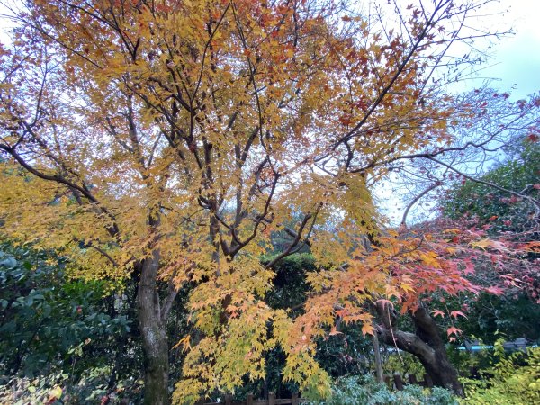 楓之絆----京都大阪賞楓2967317