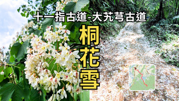 十一指古道＋大艽芎古道｜滿地桐花如雪，輕鬆漫步雙古道