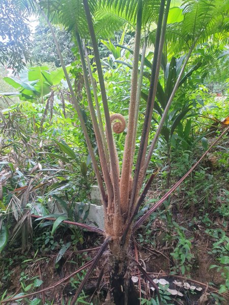 臺北大縱走第六段1516065