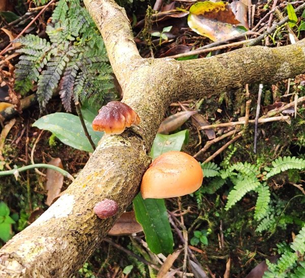 【中級山縱走】魯壁山，東穗山，大島田山，宇老觀景台2771639