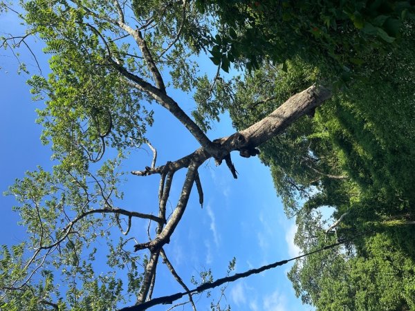 苗栗西湖-柚子山步道2615562