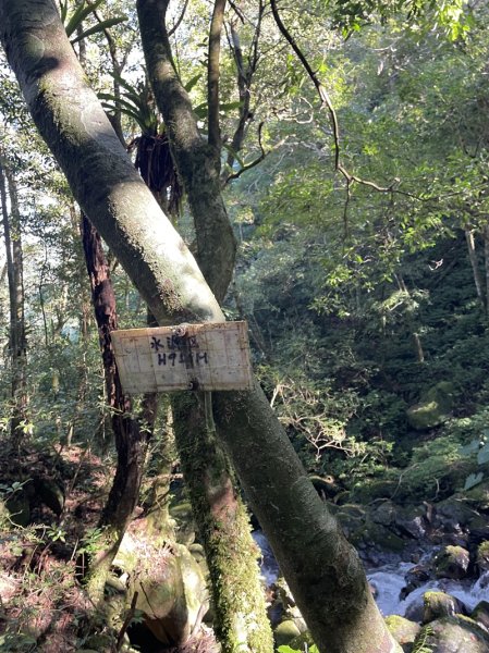 卡保逐鹿山毛欅2935502