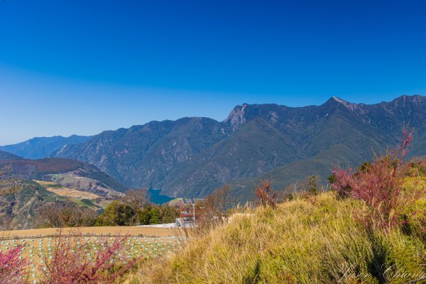 福壽山千櫻園櫻花盛開2724930