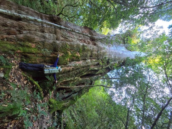 干卓萬山單座百岳驚見‘’萬大豹、水鹿大軍、圓月、雲海、藍天大景2632653