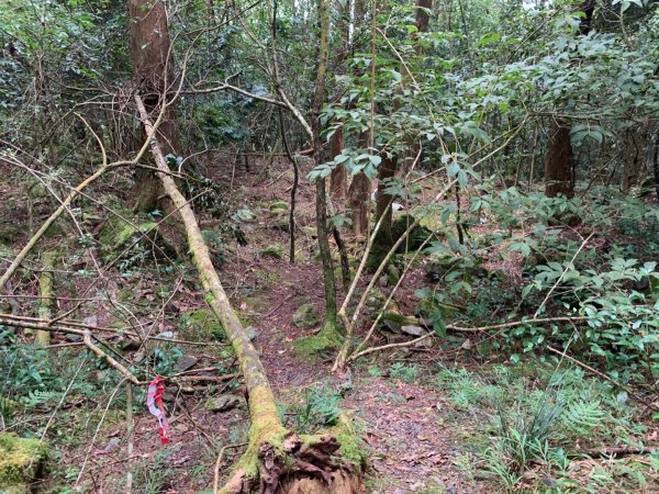 210林道騎行順登山椒山、烏石坑山  2022.10.231912662