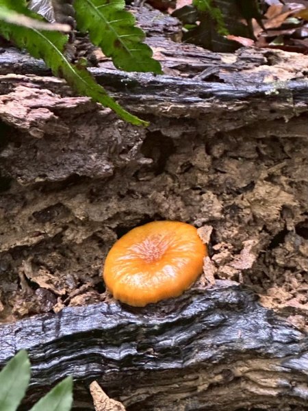 卡保石壁一葉蘭（耘夢谷上逐鹿山下O走）2809542