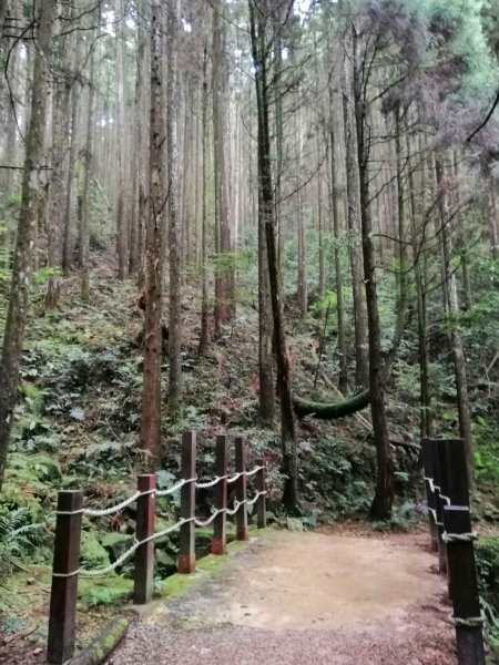 優美林相森林浴~橫嶺山自然步道x橫嶺山938328