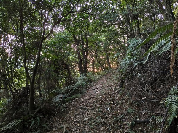 [百山百鳥尋旅-13/15] 2025_0929 圓覺寺步道2900790