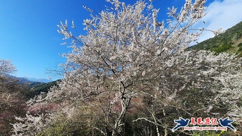 【新竹】遠得要命的賞櫻秘境·新竹萬里山園