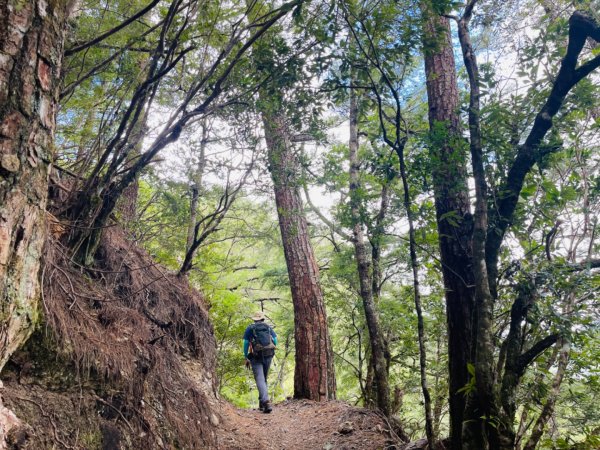 1140824司馬庫斯觀霸步道-賞楓步道2871109