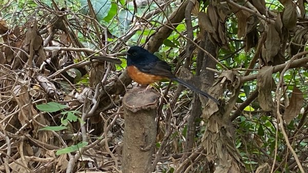 尚書林山步道(鳳凰山)2730907