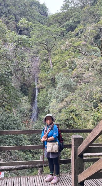 觀霧瀑布 賞鳥步道2926784