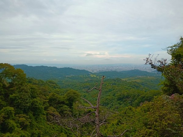 小百岳(41)-頭嵙山(四號步道)-201808151785177