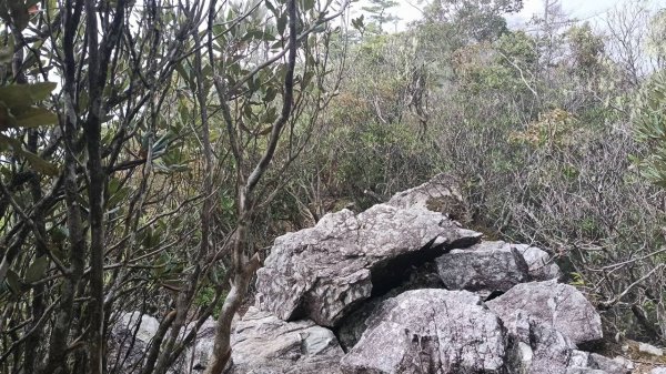 20251010 大雪山國家森林遊樂區 - 船型山林道 登 烏石坑山2911175