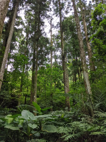 東眼山國家森林遊樂區1056004