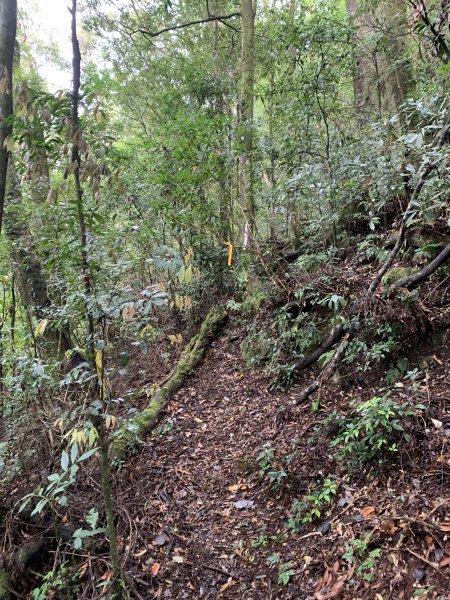 20251220嘉義凸龜山-芙蓉山-天福山2973808