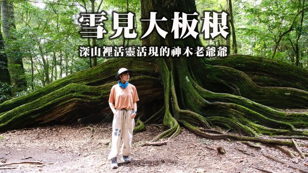 雪見大板根