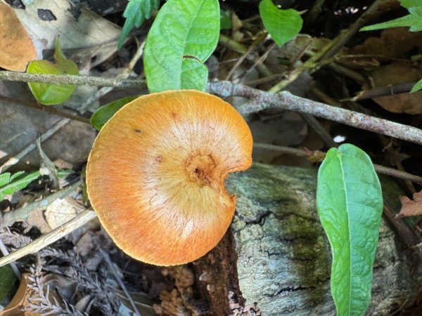 瞭望台-瓊山-望美山-獵人古道2886879