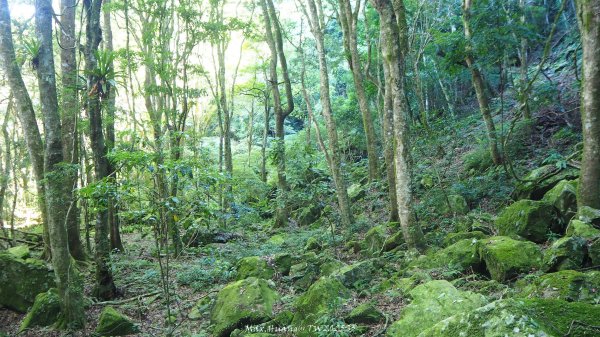 《苗栗》遺世鐵道｜悠遊加里山大坪支線至避難山屋202508222867487