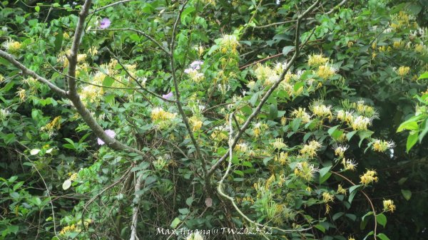 《苗栗》桐花茶園｜四月雪小徑登慈濟山三義山202504272771196