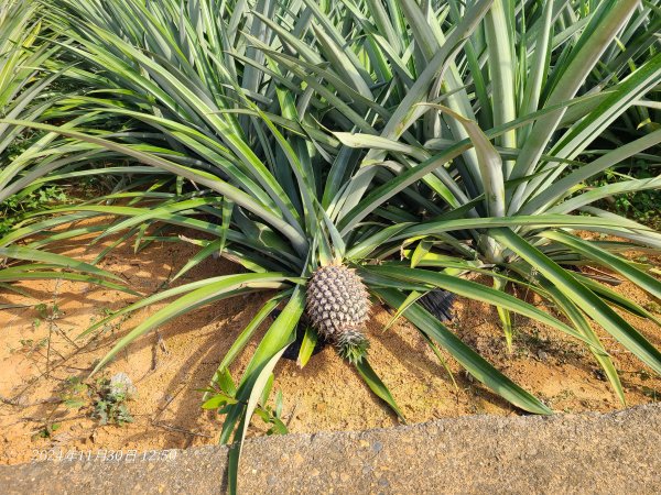 松柏坑山小百岳2729140