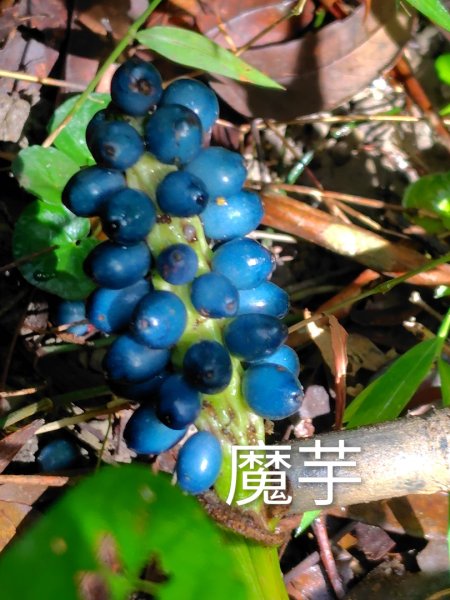 烏山、刣牛湖山、竹子尖山2891968