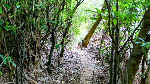 向北的龜溪縱走。評耶哀2777733