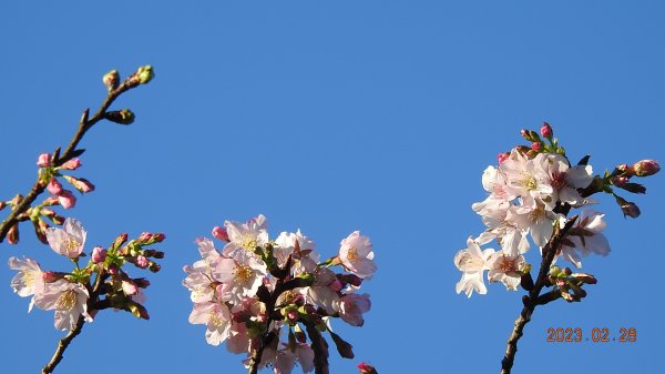 追花是簡單的快樂，賞花是恬淡的幸福。2/282045054