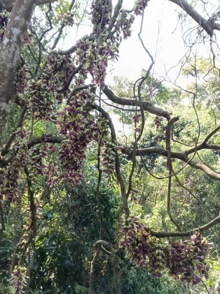 王公坑山血藤花2746266